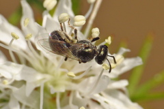 Dialictus