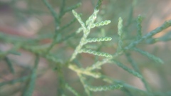 Juniperus chinensis