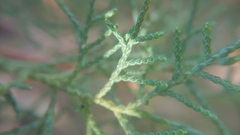 Juniperus chinensis