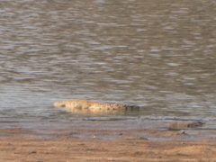 Crocodylus niloticus