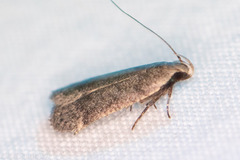 Anacampsis comparanda