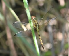 Erythrodiplax funerea