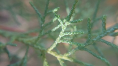 Juniperus chinensis