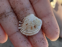 Mollusca