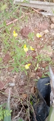 Crotalaria pumila