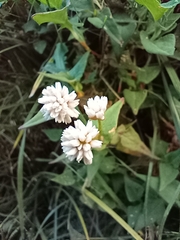 Persicaria runcinata