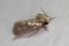 Acrolophus popeanella