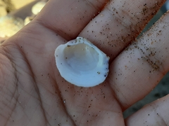 Mollusca