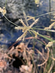 Cyperus corymbosus