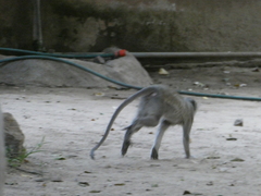 Chlorocebus pygerythrus