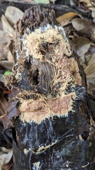 Rhizochaete radicata