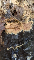 Rhizochaete radicata