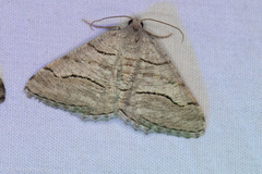 Digrammia continuata