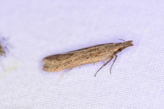 Dichomeris ligulella