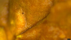 Rhizochaete radicata