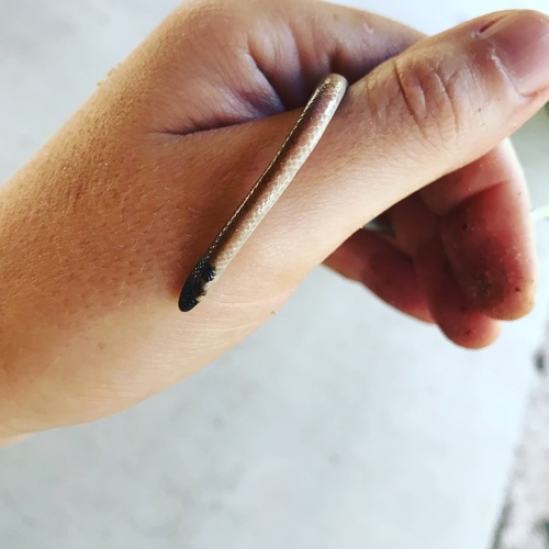Tantilla coronata
