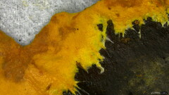 Rhizochaete radicata