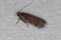 Anacampsis comparanda