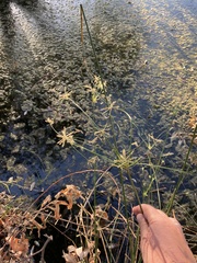 Cyperus corymbosus