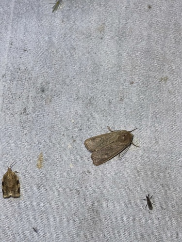 Sheathed Quaker photo 4