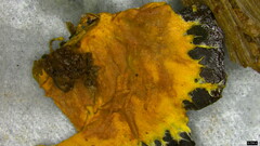 Rhizochaete radicata