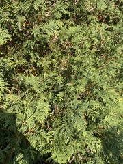 Cupressus sempervirens