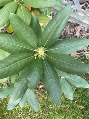 Rhododendron