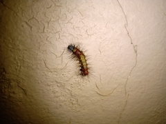 Erebidae