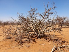Commiphora