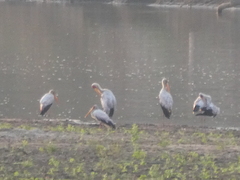 Mycteria ibis