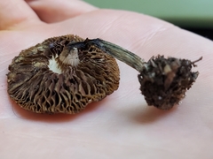 Psilocybe ovoideocystidiata