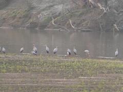 Mycteria ibis