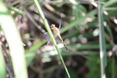 Erythrodiplax funerea