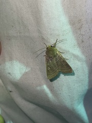 Eriopygini