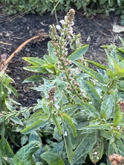 Lysimachia dubia