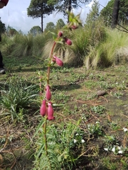 Penstemon roseus
