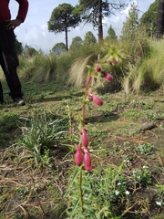Penstemon roseus