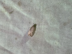 Psilocorsis reflexella