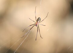 Leucauge argyra