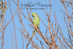 Psittacula krameri krameri