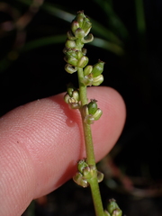 Triglochin maritima