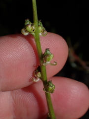 Triglochin maritima