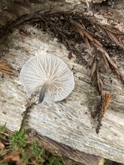 Marasmiellus candidus