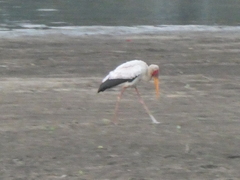 Mycteria ibis