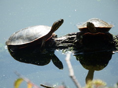Chrysemys picta bellii