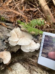 Marasmiellus candidus