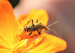 Chauliognathus hieroglyphicus