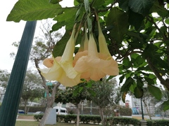 Brugmansia