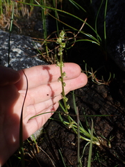 Triglochin maritima