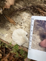 Marasmiellus candidus